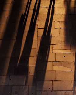 Shadow of tree on the wall