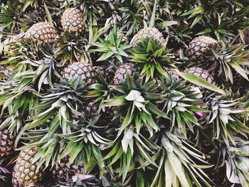 Full frame shot of pineapples growing at farm