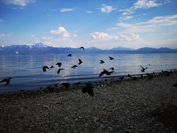 Flock of birds on beach against sky