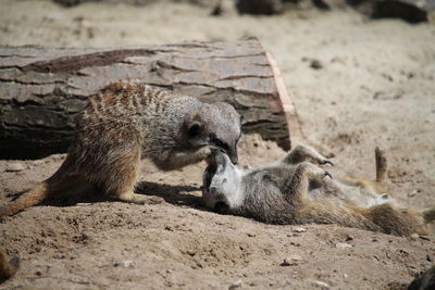 Meerkats playing