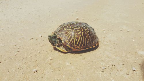 High angle view of tortoise