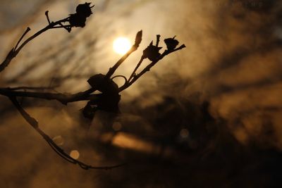 Close-up of plant against sky at sunset