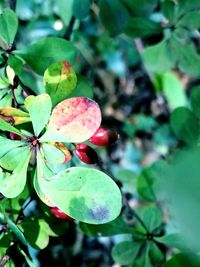 Close-up of fruit on plant