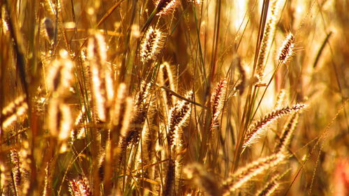 Close-up of grass growing in field