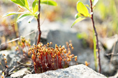 Close-up of capsules sporophytes of moss polytrichum commune, common haircap, ecosystem