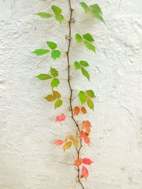 Close-up of ivy on wall