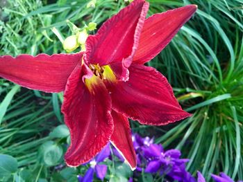 Close-up of red flower