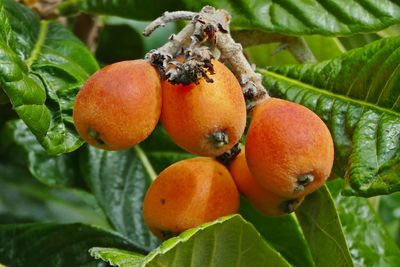 Close-up of oranges on tree