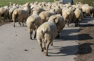 Sheep walking on road