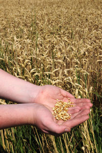 Close-up of wheat growing on field