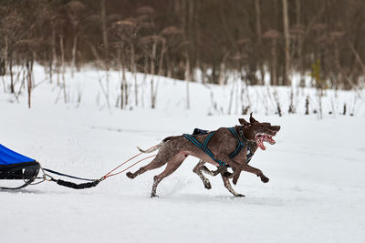 Winter sled dog racing. dog sport sled team competition. pointer dogs pull sled with musher