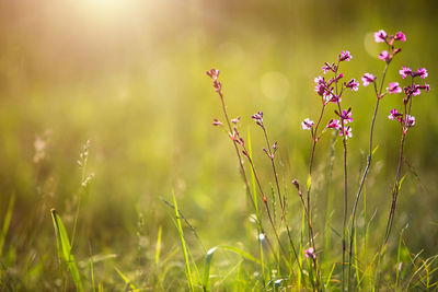 Field of wild violet flowers in the grass in the sun. spring time, summertime, ecology, rural