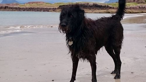 Dog on wet beach against sky