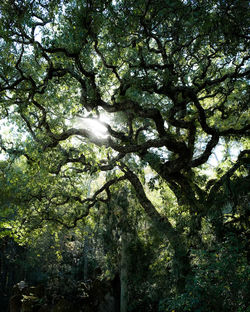 Low angle view of tree