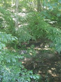 High angle view of trees in forest