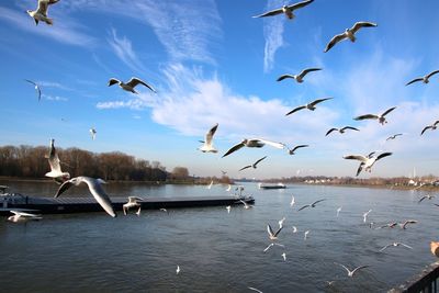 Seagull flying over sea