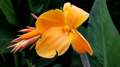 Close-up of yellow flower