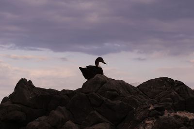 Bird perching on rock