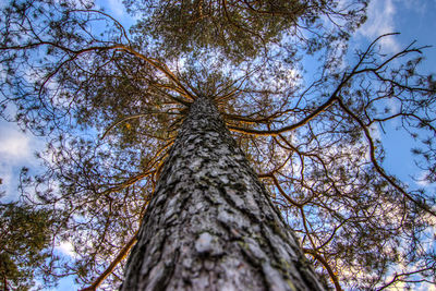 Low angle view of tree against sky