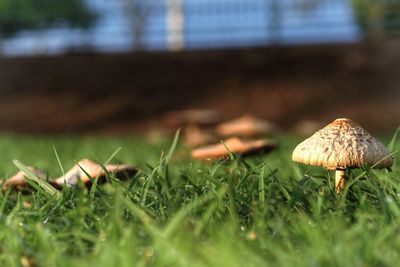 Close-up of mushroom on field