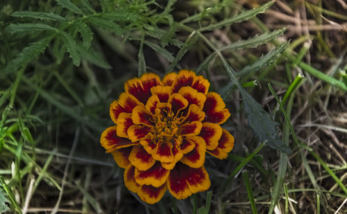 High angle view of orange flower blooming outdoors