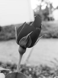 Close-up of flower against sky