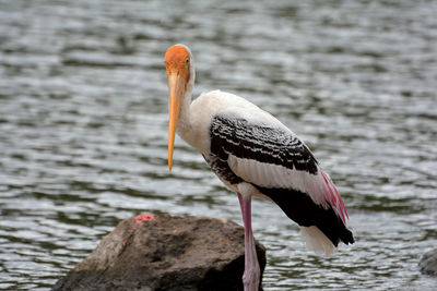 Close-up of bird perching on rock