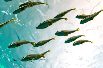 Low angle view of fish swimming in sea