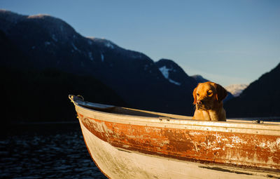 Labrador retriever in boat at sea against mountains during sunset