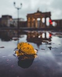 Dry maple leaf on water during autumn