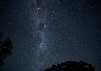 Low angle view of trees against star field at night