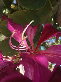 Close-up of pink flowers