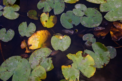 High angle view of water lily in lake