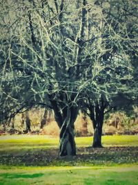 Trees growing on grassy field in park