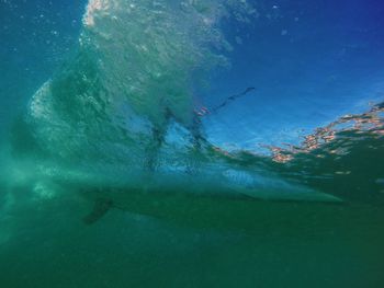 Fish swimming in sea