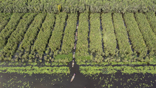 High angle view of corn field