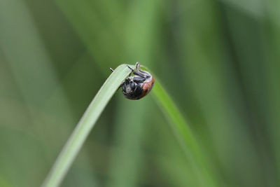 Close-up of insect on leaf