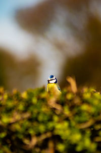 Close-up of bird on plant