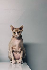 Portrait of cat sitting against wall