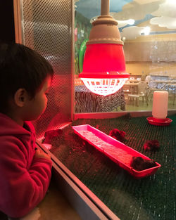 Side view of girl looking at baby chicks