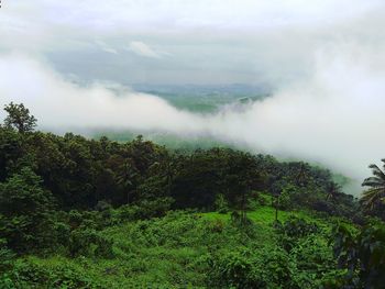 Scenic view of forest against sky