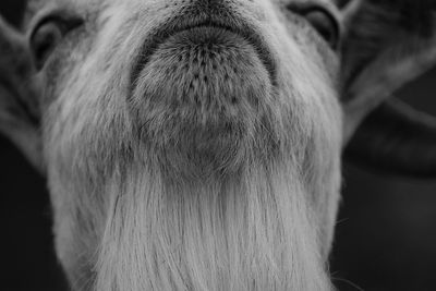 Close-up of goat