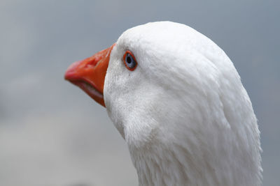 Detail of the head of a white goose, white plumage, orange beak and blue eyes