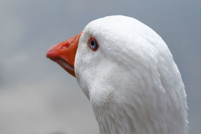 Close-up of a bird