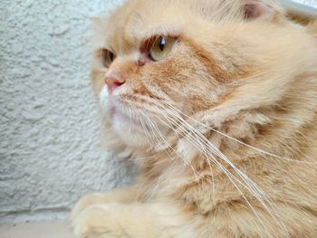 Close-up of a cat looking away