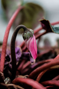 Close-up of wilted pink flowering plant