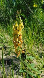 Close-up of yellow flowering plant on field