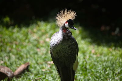 Closeup portrait of exotic grey crowned crane balearica regulorum looking at camera brazil.