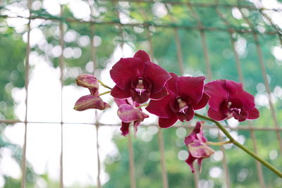 Close-up of pink flowering plant