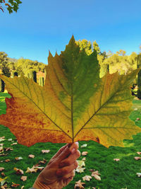 Person holding maple leaves on plant during autumn